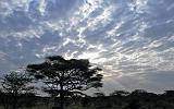 TANZANIA - Serengeti National Park - Alba - 2